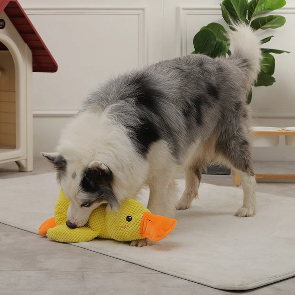 Quack-Quack Duck Toy