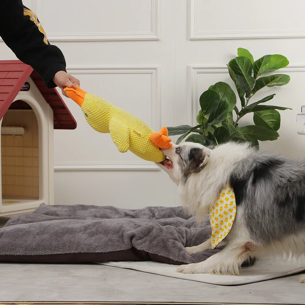 Quack-Quack Duck Toy